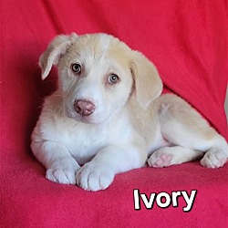 Photo of Ivory