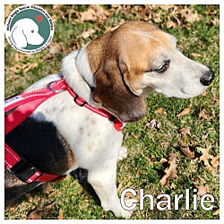 Thumbnail photo of Charlie #1