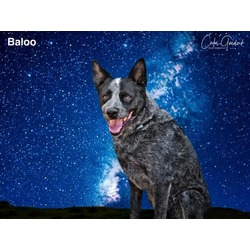Photo of BALOO