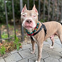 adopt a pet