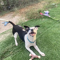 adopt a pet