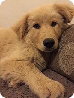 west hollywood, CA - Golden Retriever. Meet Foxy a Pet for Adoption.