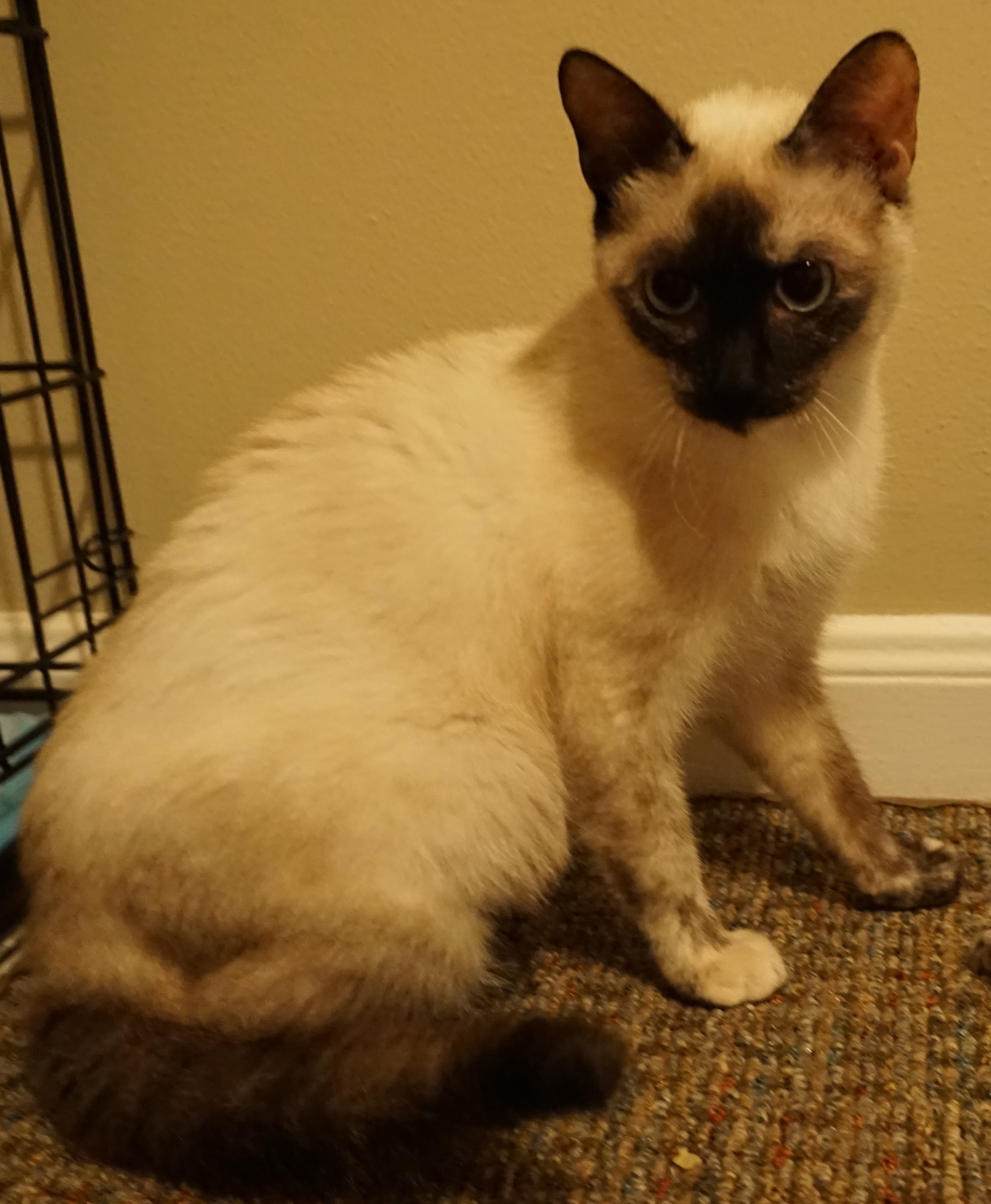Houston, TX - Tonkinese. Meet Violet a Cat for Adoption. Houston, TX - Tonkinese. Meet Violet a Cat for Adoption.