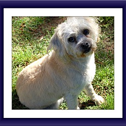 Thumbnail photo of Adopted!! Baxter - SE TX #4