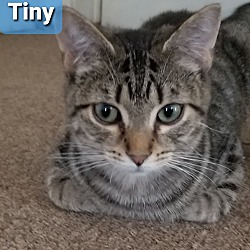 Photo of Tiny