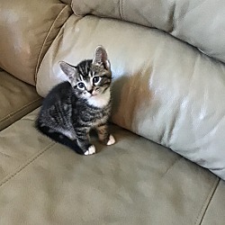 Photo of Kitten B