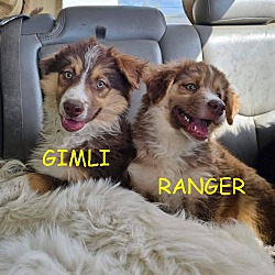 Photo of RANGER & GIMLI