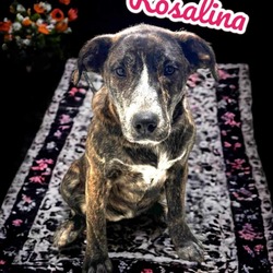 Thumbnail photo of Rosalina #2