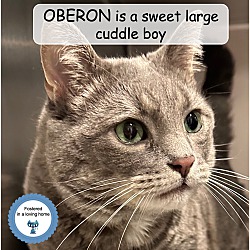 Photo of Oberon