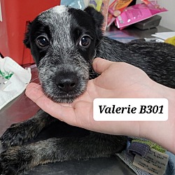 Photo of Valerie B301