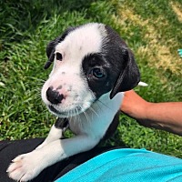 adopt a pet