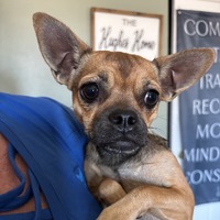 adopt-pet