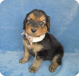 Charlotte Nc Brittany Meet Hershey A Pet For Adoption