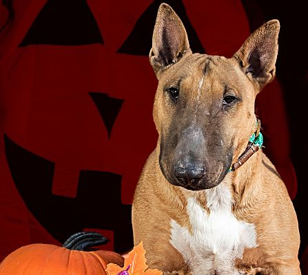 english bull terrier rehoming