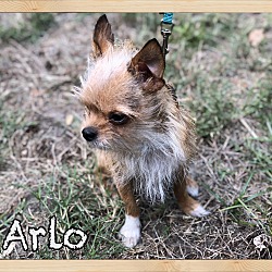 Thumbnail photo of Arlo #4