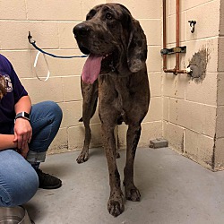 Bloodhound great 2025 dane mix