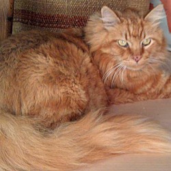 Bay Area Cat Rescue In Mountain View California