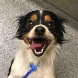 Cavalier King Charles Spaniel Puppies For Sale In Orange
