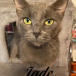 Thumbnail photo of Jade #3