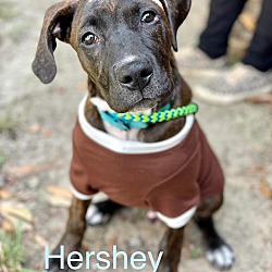 Photo of HERSHEY