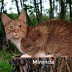 Thumbnail photo of Miranda #2