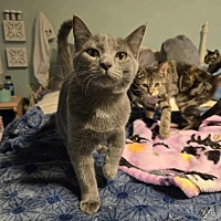 adopt a pet