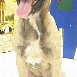 Thumbnail photo of Boxer/Mastiff pups #2
