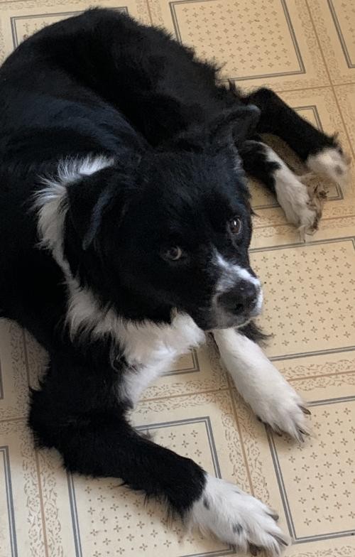 teddy border collie