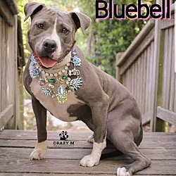 Photo of Bluebell