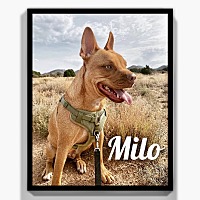 Photo of Milo Melt-Your-Heart