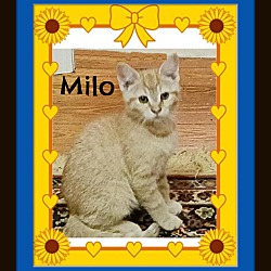 Thumbnail photo of Milo #2