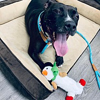 adopt a pet