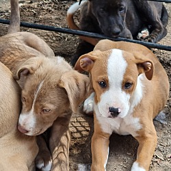 Photo of Amber Shep lab x puppies