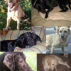 Photo of Foster Dog Blog