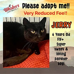 Photo of JERRY (FIV+)