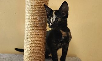 Midnight Mocha