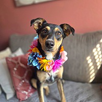 adopt a pet