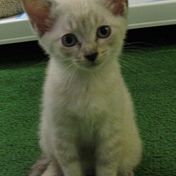 Photo of White Female Kitten
