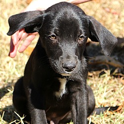 Thumbnail photo of Lobo~ Adopted! #3