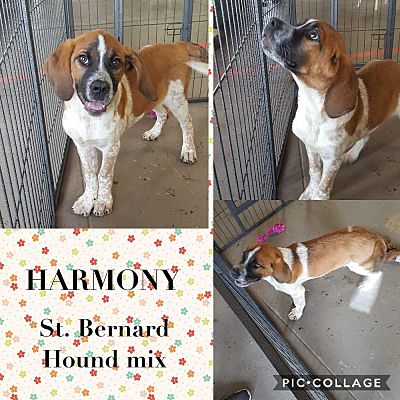 Mesa AZ St. Bernard Redbone Coonhound. Meet HARMONY a Pet for