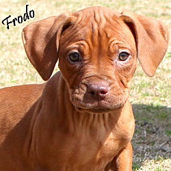 Thumbnail photo of Frodo~adopted! #4