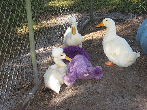 Christmas, FL - Duck. Meet Pekin Ducks (4) a Pet for Adoption