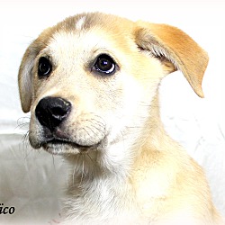 Thumbnail photo of Nico~adopted! #1
