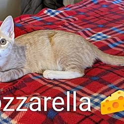 Thumbnail photo of Mozzarella #3