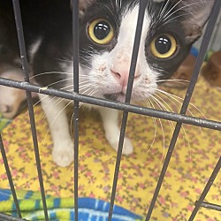 Photo of Calypso