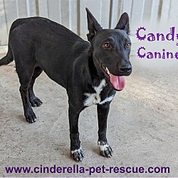 Photo of Candy Canine