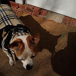 Thumbnail photo of Pepper Spice Boy #4