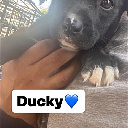 Photo of Ducky