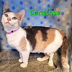Thumbnail photo of Coraline #2