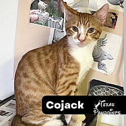 Photo of Cojack